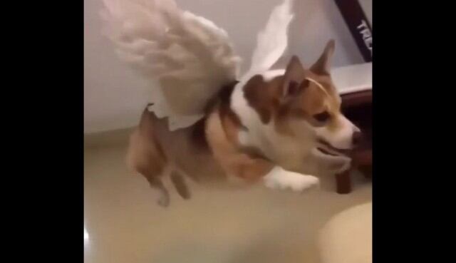 El video de un perro de raza corgi fue comentado más de 33 mil veces en Instagram. (Captura)