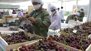 Exportaciones de uvas se incrementan, mientras que las de mangos y paltas retroceden en primer semestre