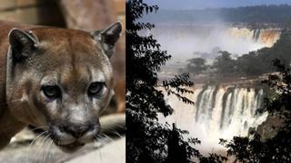 Argentina: Buscan a peligroso puma en las cataratas de Iguazú