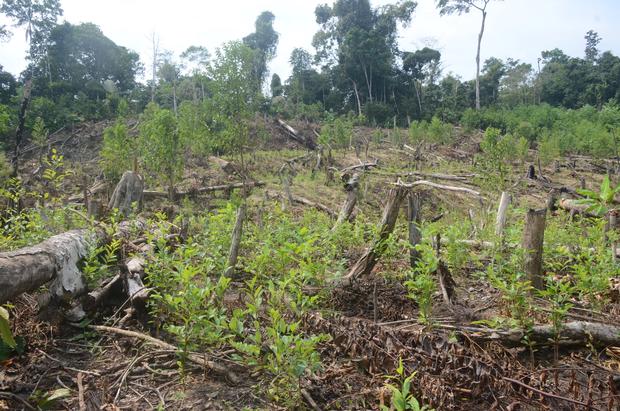 Colonos invaden el territorio de la comunidad nativa Puerto Nuevo para sembrar coca de manera ilegal. Foto: Yvette Sierra Praeli.