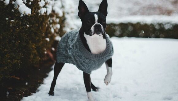 ¿Es recomendable ponerle ropa a tu perro en invierno? Es importante tomar ciertas precauciones para hacerlo correctamente. (Foto: Pexels)