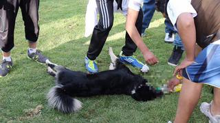 Cusco: 5 perros murieron en pleno evento en hotel de Pisac