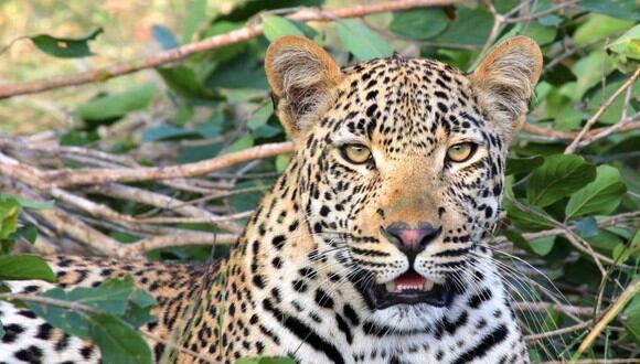 Un hombre de la India se enfrentó a un leopardo para proteger a su familia. (Foto: Referencial / Pixabay)