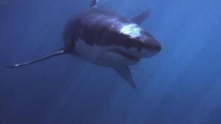 Mujer muere tras ser atacada por un tiburón en una isla en el Caribe