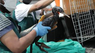 Sernanp registró más de 340 aves muertas y el rescate de al menos 78 en áreas protegidas de Ancón 
