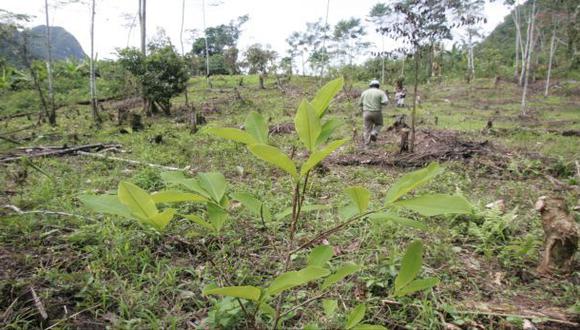 Vraem: aprueban reconversión de cultivos de hoja de coca