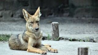 Hombre cree recoger a un perro tras atropellarlo, pero era en realidad un coyote salvaje 