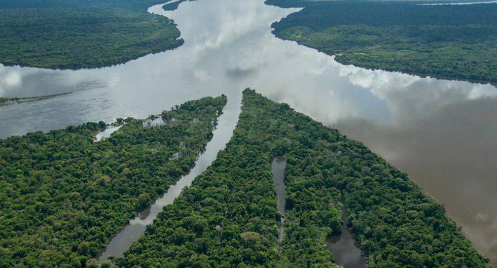 WWF Perú presentará aportes a la conservación de bosques amazónicos (Foto: Zig Koch / WWF)