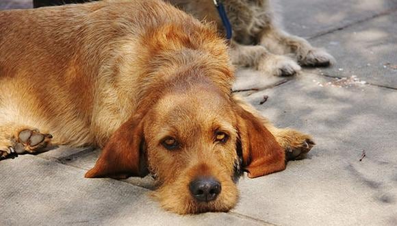 Abandonar a un perro a su suerte también es considerado maltrato animal. (Flickr)