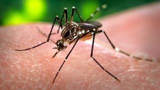Mosquitos podrían expandir enfermedades letales en Gran Bretaña