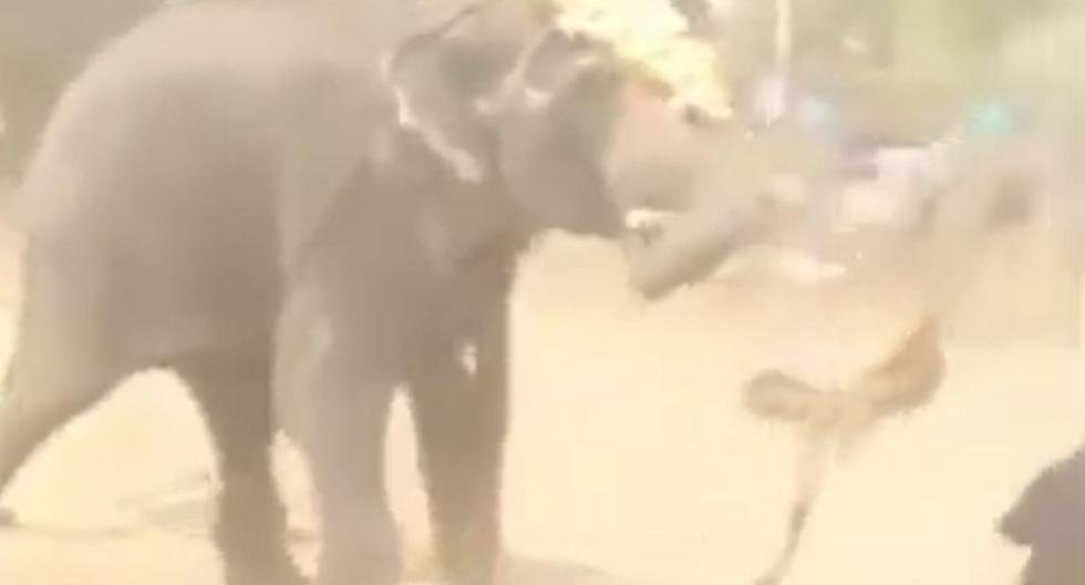 Este video de YouTube dejó atónito a todo el planeta puesto que el elefante se descontrola y comienza a atacar a diestra y siniestra a todas las personas que estaban a su alrededor en dicho momento. (Foto: Captura)