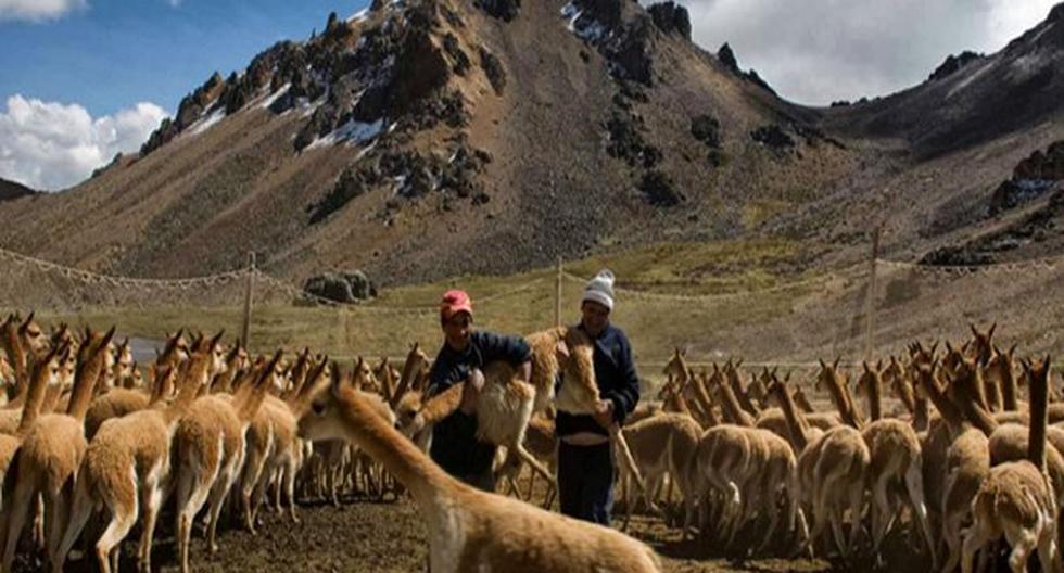 En la actualidad la mencionada Convención regula el comercio de más de 35 mil especies de la fauna y la flora. (Foto: Andina)