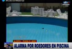 Pueblo Libre: roedores en piscina de conocido club causan pánico