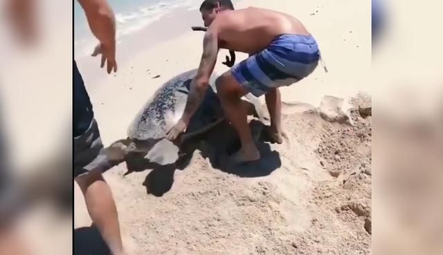Tortuga encallada en playa fue rescatada por un joven padre que paseaba con su pequeño hijo. (Crédito: theCHIVE en Facebook)