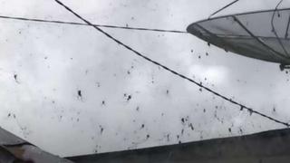 La increíble y apocalíptica ‘lluvia’ de arañas que azotó a un pueblo de Bali | VIDEO 