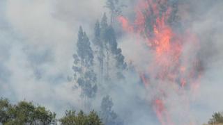 Incendios destruyeron más de 22 mil hectáreas en ocho días