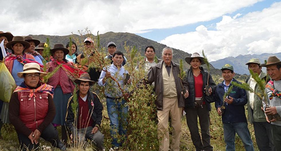 Sembrarán más de 3 millones de plantas nativas en Chumbivilcas y Paruro. (Foto: Andina)