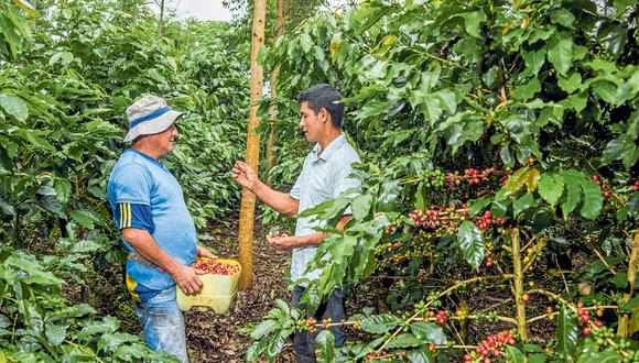 La iniciativa público-privada promete optimizar la producción de café en el Perú y generar excedentes financieros para hacer sostenible el cultivo. (Foto: ONG Solidaridad)