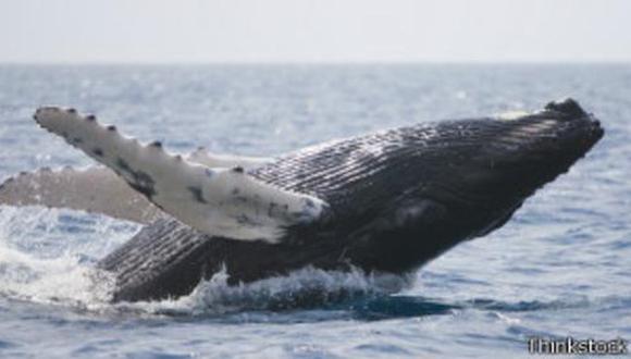 Uruguay pedirá aumentar la protección de ballenas