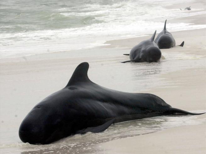 Ballenas varadas en el año 2001 en EE.UU. (AP)