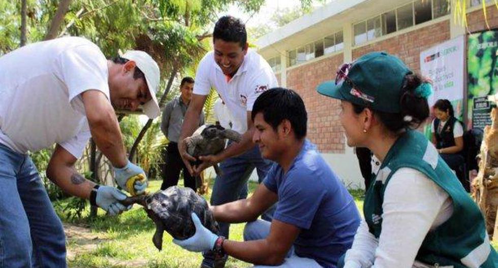 Las tortugas fueron incautadas en un operativo realizado el 17 de abril de 2017. (Foto: Andina)