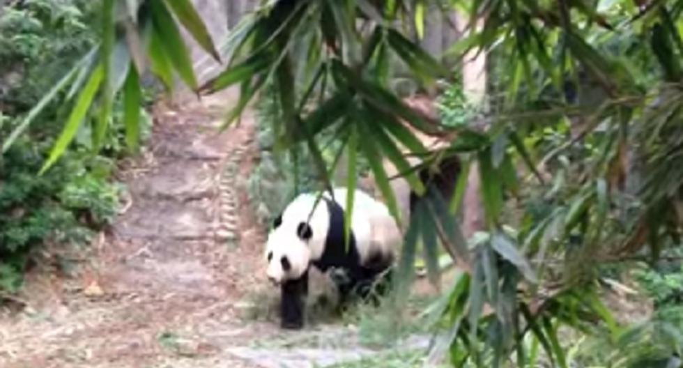 Pandas imponen récord de apareamiento; duran 40 minutos. (Foto: Captura de YouTube)