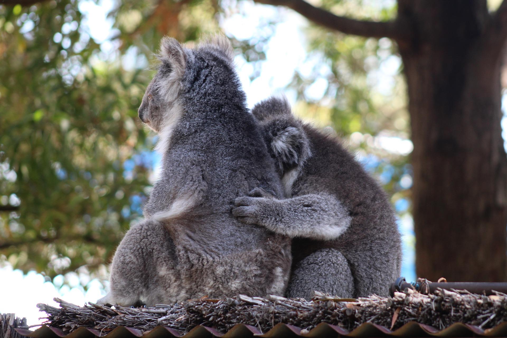 Australia. Un bombero héroe rescata a 6 koalas encontrados abrazados en medio de un incendio forestal. (Foto: Pixabay / referencial)