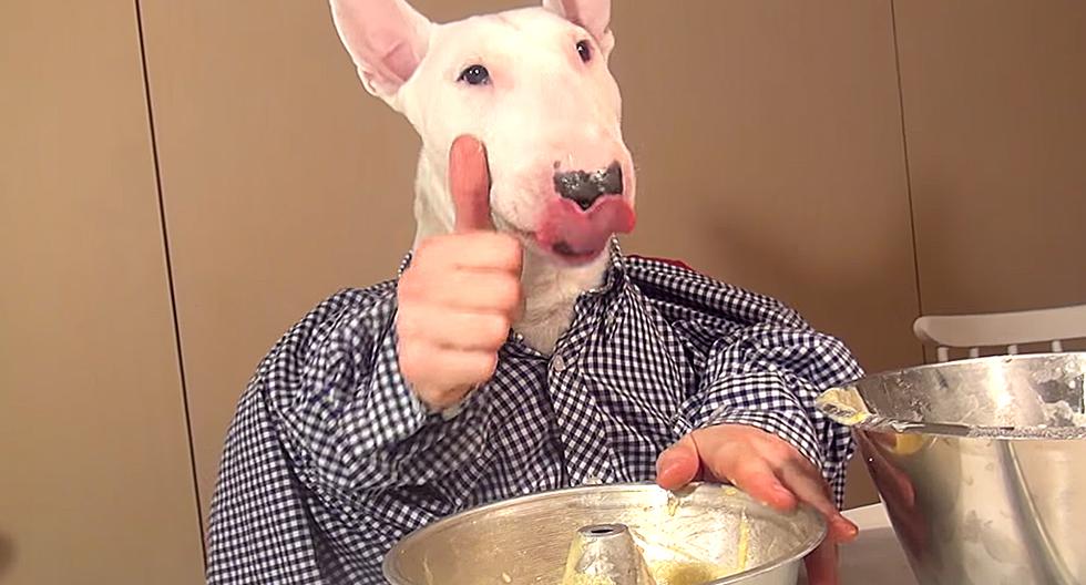 Bustuben, el perro cocinero más famoso de internet. (Foto: Captura de YouTube)