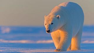 Biden suspende las perforaciones de petróleo y gas en el Refugio Nacional de Vida Silvestre del Ártico