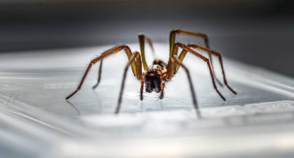Se volvió viral en Facebook el instante en que una familia encuentra una araña gigante al interior de su hogar. (Foto: Referenci