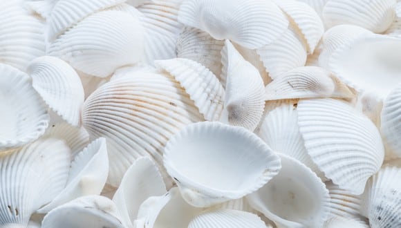 Ideas con conchas de mar  Artesanía con conchas, Conchas, Decoracion  conchas de mar