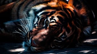 India: tigresa que asesinó a 13 personas fue abatida de un disparo