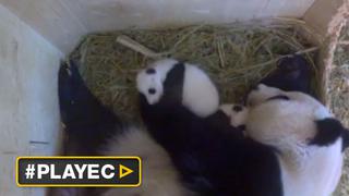 Zoológico de Viena quiere que lo ayudes a bautizar a este panda