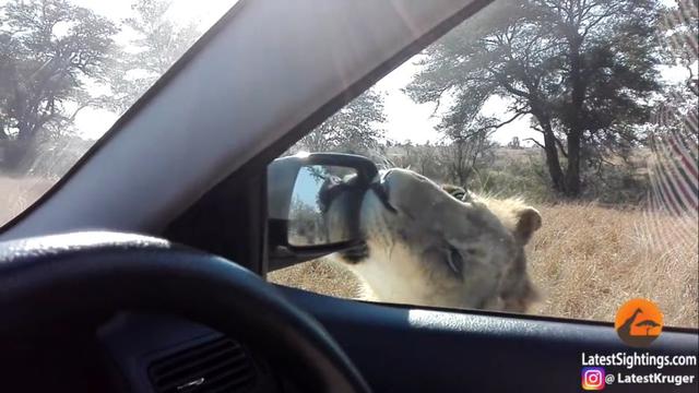 Un león asustó a unos turistas en el Parque Nacional Kruger, Sudáfrica. (YouTube)