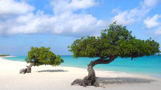 Eagle Beach: la mejor playa de Aruba para realizar tu boda