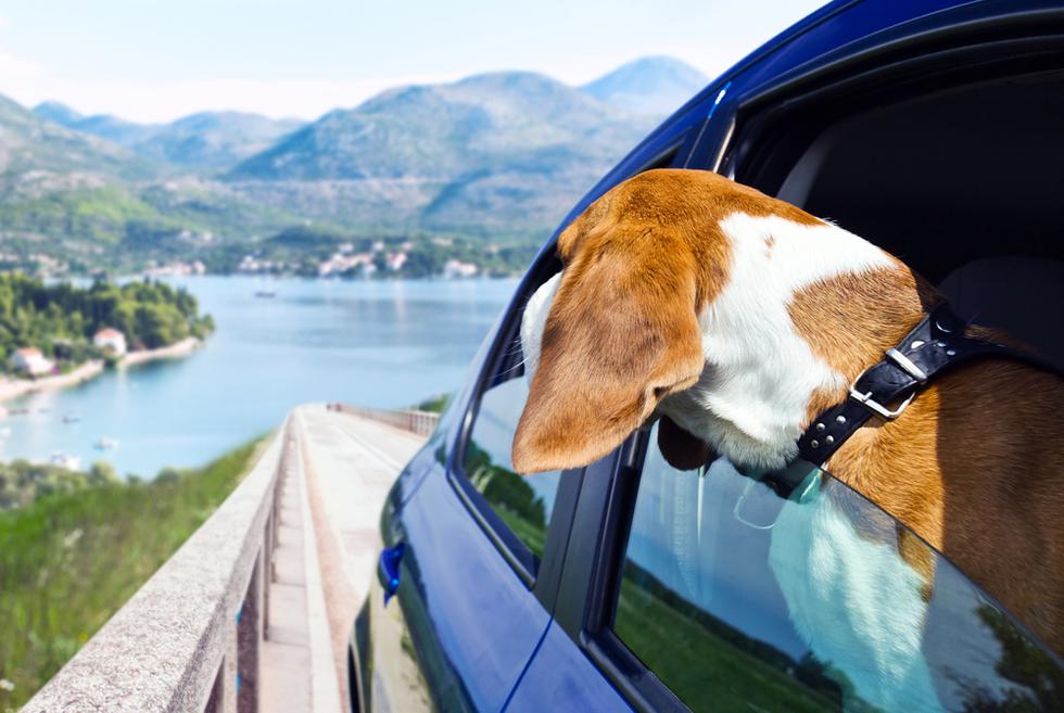 Siete Tips Para Viajar Con Tu Mascota En Un Auto Vamos El Comercio Per