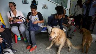 Venezolanos abandonan a sus mascotas por no poder mantenerlas