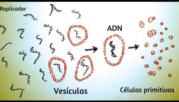 ¿Es el cáncer el retorno a un estado primitivo de las células?