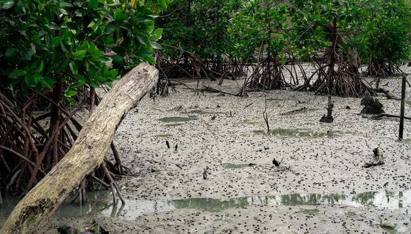 Como sumideros de carbono naturales los manglares capturan CO2 de la atmósfera.