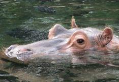 Hipopótamos de Pablo Escobar causan gran preocupación por esta razón