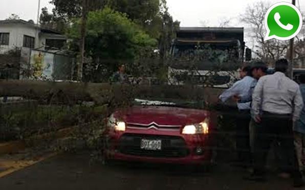 Vía WhatsApp: árbol cayó encima de carro frente a U. Agraria - 1