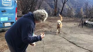 El conmovedor reencuentro de una pareja con su perro tras el incendio en California | FOTOS