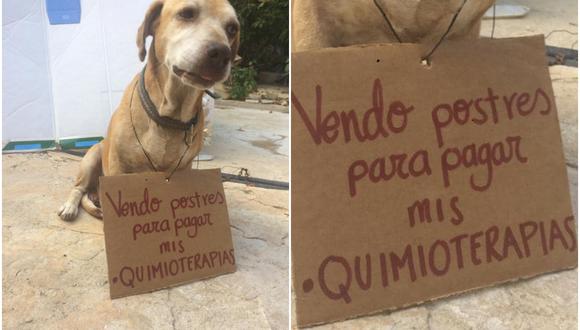 Una mezcla de ternura y tristeza: Perrito ‘vende’ postres para pagar su quimioterapia (Foto: Facebook/Vanessa Euán).