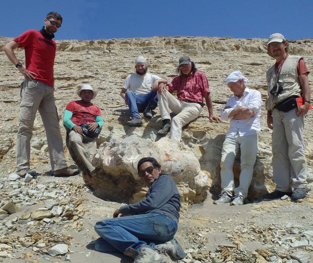 Paleontología | Perucetus colossus | El animal más pesado que habitó la  Tierra vivió en el Perú | Revista 'Nature' destaca hallazgo peruano: El  gigante 'Perucetus colossus' entra en la historia de