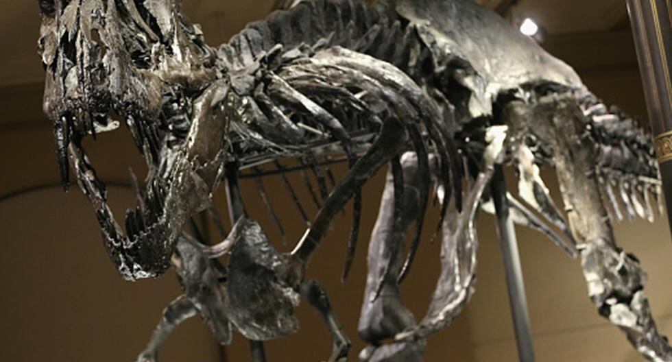 Encuentran otro dinosaurio muy similar al T-Rex que vivió en el Cretáceo superior. ¿Te imaginas cuál es? (Foto: Getty Images)