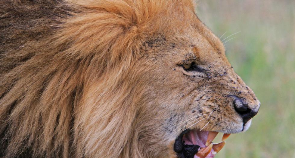 El animal descargó toda su ira sobre los turistas, quienes se encontraban dentro de un auto. Ellos disfrutaban de un safari por las sabanas de África. (Foto: Pixabay)