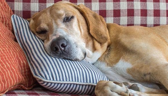 Estudios aseguran que lo perros sí sueñan mientras duermen.