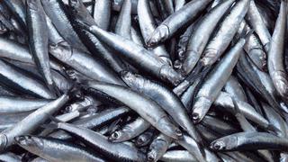 Primera temporada de pesca de anchoveta del 2021 comenzará el 10 de marzo, anuncia Produce