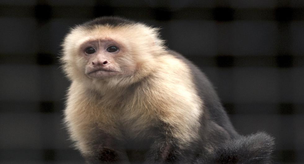 Un estudio publicado en Nature sugiere que los primates, conocidos como monos del Nuevo Mundo, estaban presentes en Centroamérica hace 21 millones de años. (Foto: EFE)
