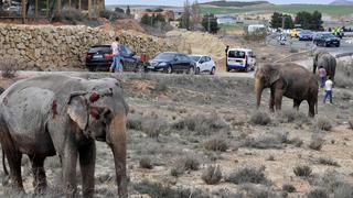 El camión cargado de elefantes que volcó en una autopista de España